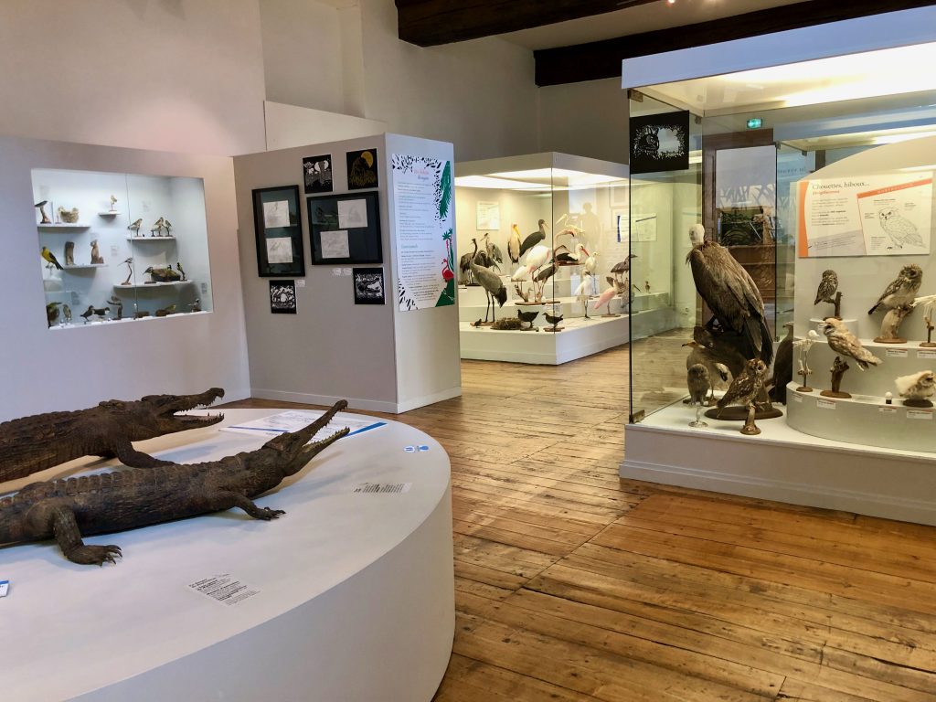inside the Musée Saint Loup in Troyes (France), birds and reptiles on display